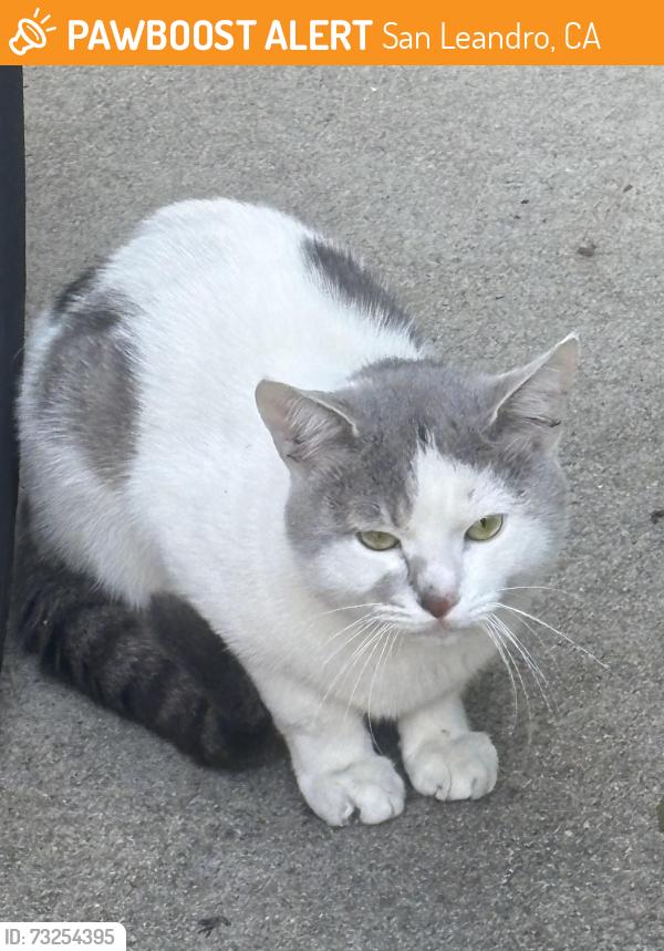Found/Stray Unknown Cat last seen Washington Manor, San Leandro, CA 94579