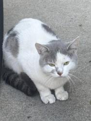 Found/Stray Unknown Cat last seen Washington Manor, San Leandro, CA 94579
