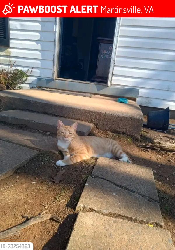 Lost Male Cat last seen Martinsville VA, Martinsville, VA 24112