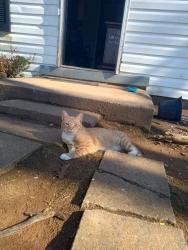 Lost Male Cat last seen Martinsville VA, Martinsville, VA 24112