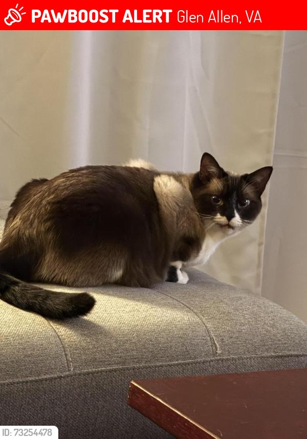 Lost Female Cat last seen Wolfe Manor, Glen Allen, VA 23060