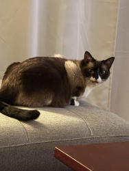 Lost Female Cat last seen Wolfe Manor, Glen Allen, VA 23060