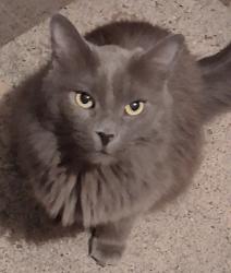 Found/Stray Female Cat last seen Near w 5400 s roy utah 84067, Roy, UT 84067
