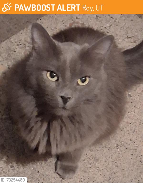 Found/Stray Female Cat last seen Near w 5400 s roy utah 84067, Roy, UT 84067