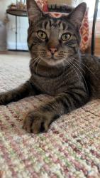 Lost Male Cat last seen Stewart Drive, Rt. 1, Scarborough, ME 04074