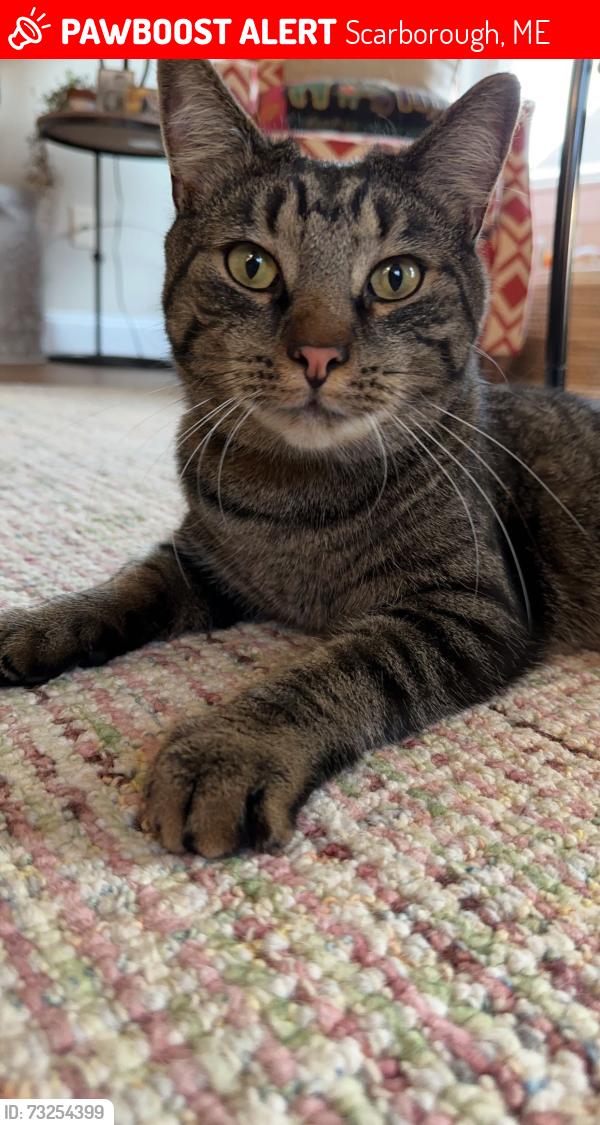 Lost Male Cat last seen Stewart Drive, Rt. 1, Scarborough, ME 04074