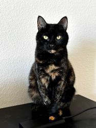 Lost Female Cat last seen Cross streets of Main St and Preston Rd, Frisco, TX 75034