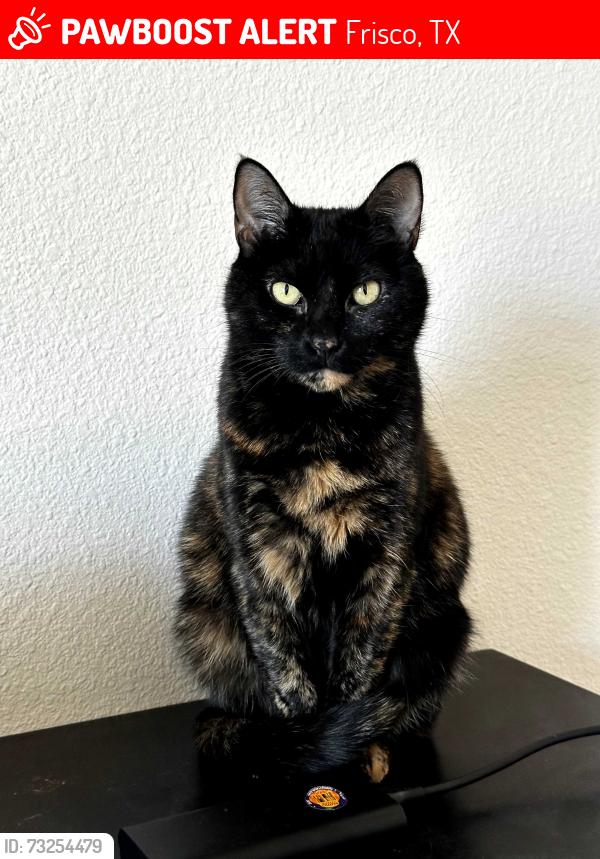 Lost Female Cat last seen Cross streets of Main St and Preston Rd, Frisco, TX 75034