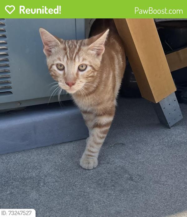 Reunited Male Cat last seen Elaine Street and 178th Street in Artesia by Ross Middle School, Artesia, CA 90701
