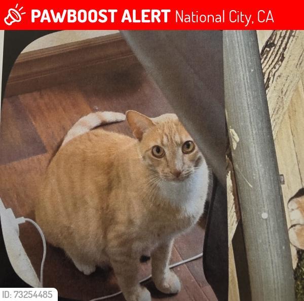 Lost Male Cat last seen Plaza Bonita center way and Sweetwater Rd, National City, CA 91950