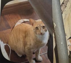 Lost Male Cat last seen Plaza Bonita center way and Sweetwater Rd, National City, CA 91950
