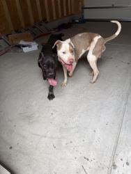 Found/Stray Male Dog last seen Near Poinsettia Lane, Wendell, NC 27591