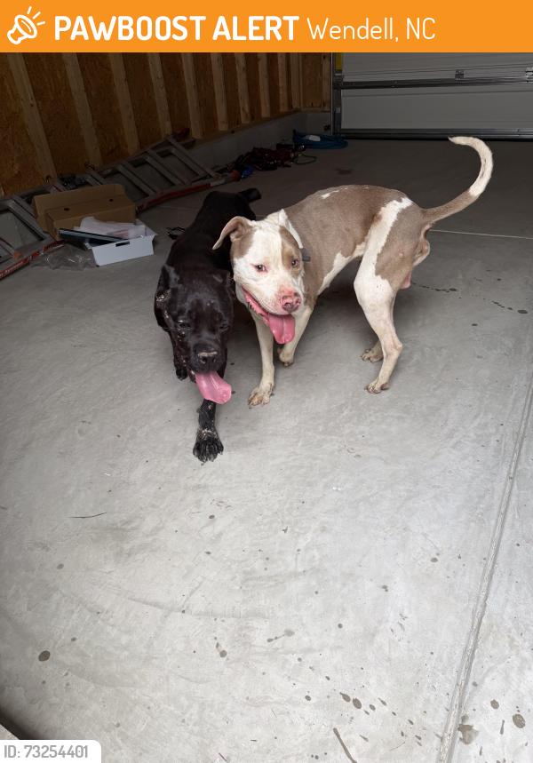 Found/Stray Male Dog last seen Near Poinsettia Lane, Wendell, NC 27591