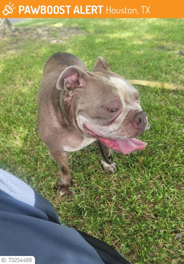 Found/Stray Male Dog last seen Shroeder Willowbrook area Prestonwood forest, Houston, TX 77070