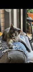 Reunited Female Cat last seen Near Florida Blvd, Palm Beach Gardens, FL 33410, USA, Palm Beach Gardens, FL 33410