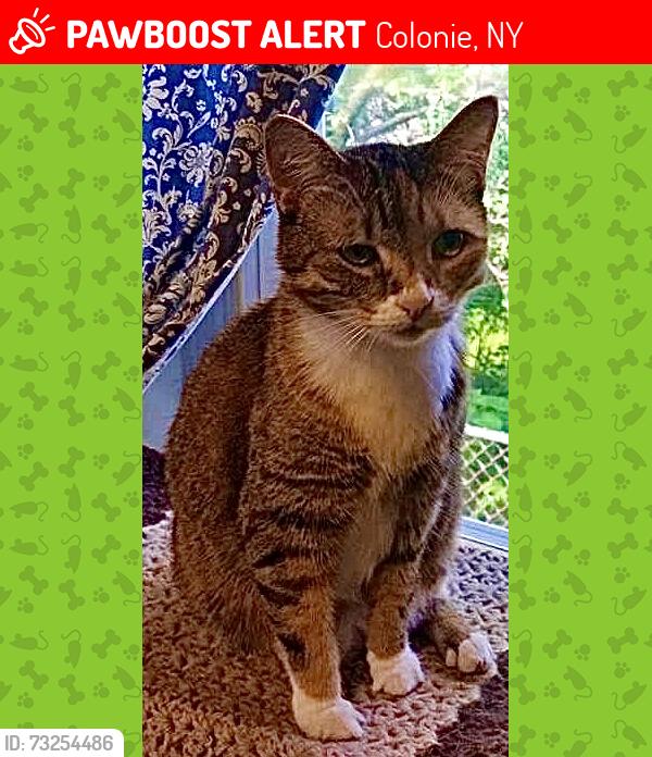 Lost Female Cat last seen Grace St, Colonie, NY 12205