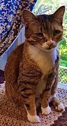 Lost Female Cat last seen Grace St, Colonie, NY 12205