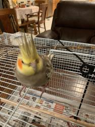 Lost Male Bird last seen Annandale and sandimas, Rancho Cucamonga, CA 91739