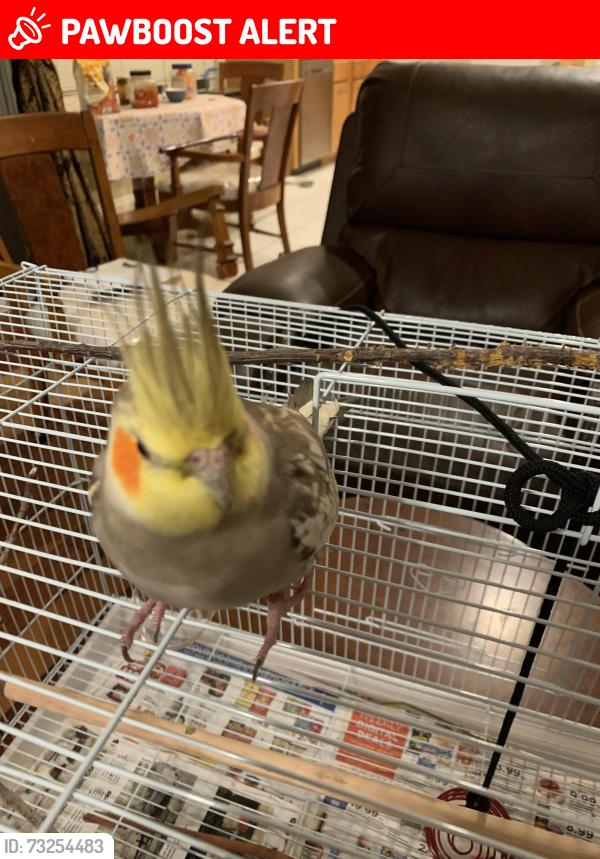 Lost Male Bird last seen Annandale and sandimas, Rancho Cucamonga, CA 91739