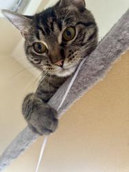 Lost Male Cat last seen Gambusi Dr, Vail AZ, Vail, AZ 85641