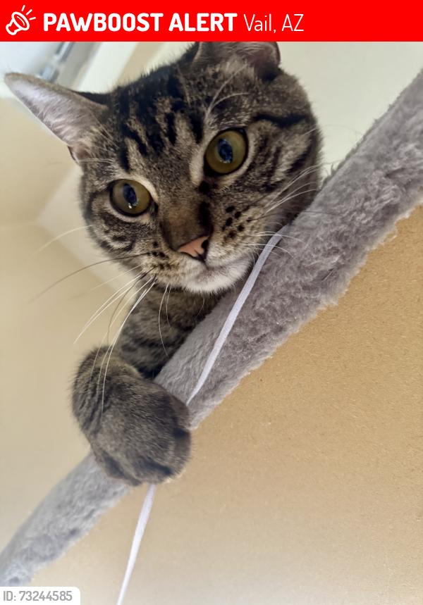 Lost Male Cat last seen Gambusi Dr, Vail AZ, Vail, AZ 85641