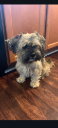 Lost Male Dog last seen Keystone, Indianapolis, IN 46218