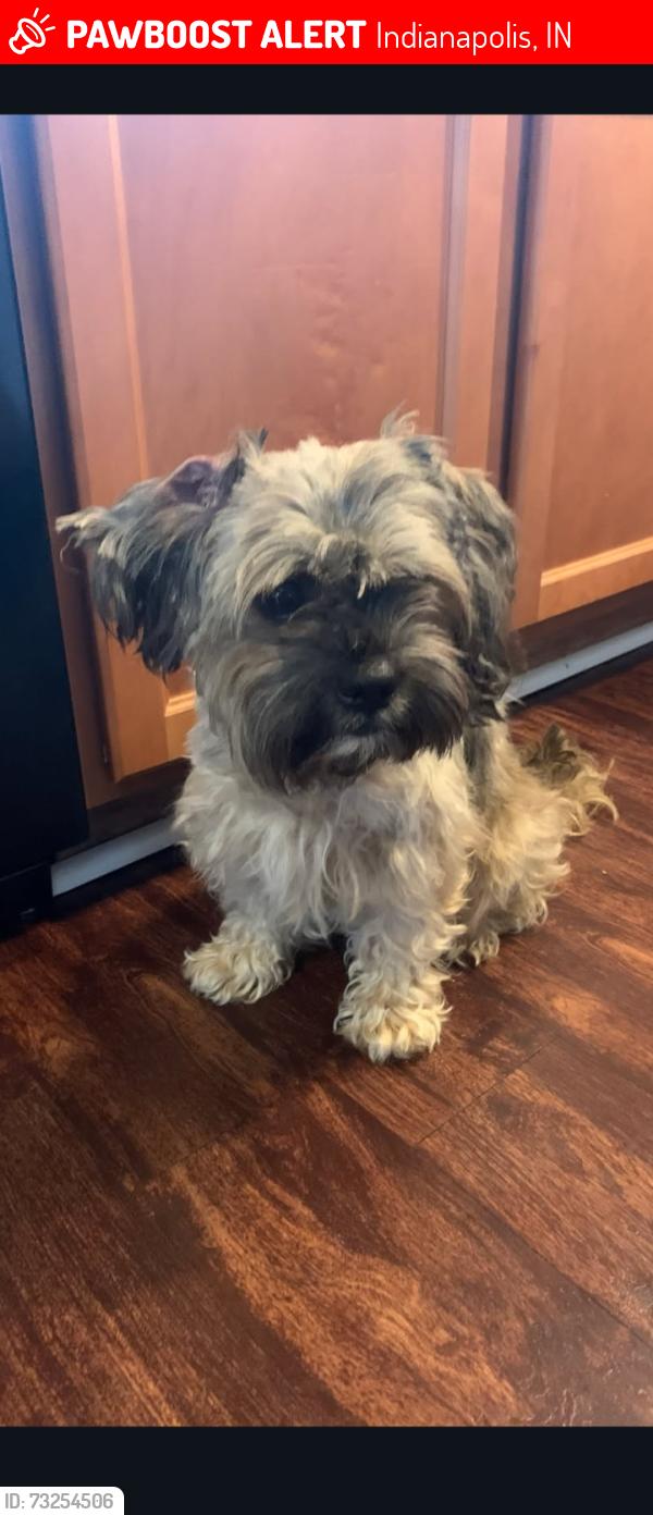 Lost Male Dog last seen Keystone, Indianapolis, IN 46218