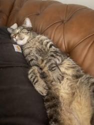 Lost Male Cat last seen 189th and Y st, Harrison Park East, NE 68135