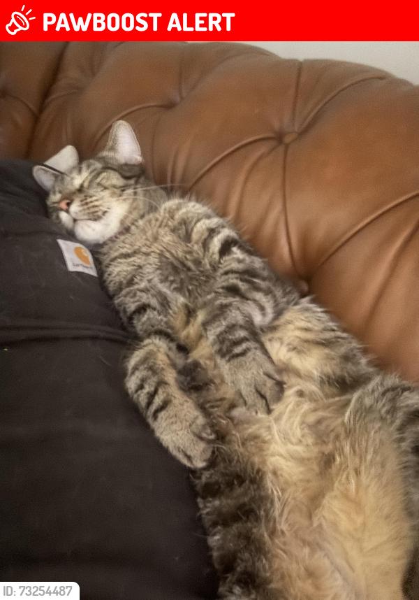 Lost Male Cat last seen 189th and Y st, Harrison Park East, NE 68135