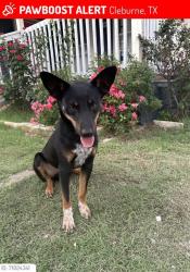 Reunited Male Dog last seen Near heb, Cleburne, TX 76033