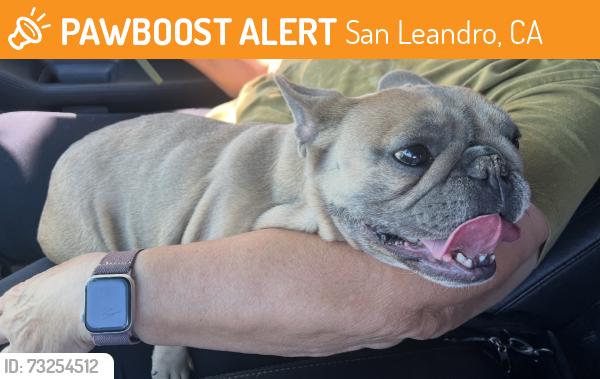 Found/Stray Unknown Dog last seen Farnsworth St, San Leandro, CA 94579