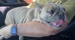 Found/Stray Unknown Dog last seen Farnsworth St, San Leandro, CA 94579