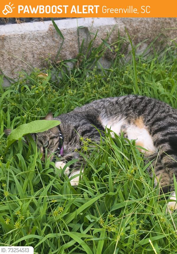 Found/Stray Unknown Cat last seen Anderson Walmart, Greenville, SC 29611