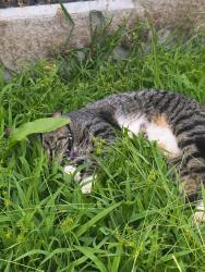 Found/Stray Unknown Cat last seen Anderson Walmart, Greenville, SC 29611