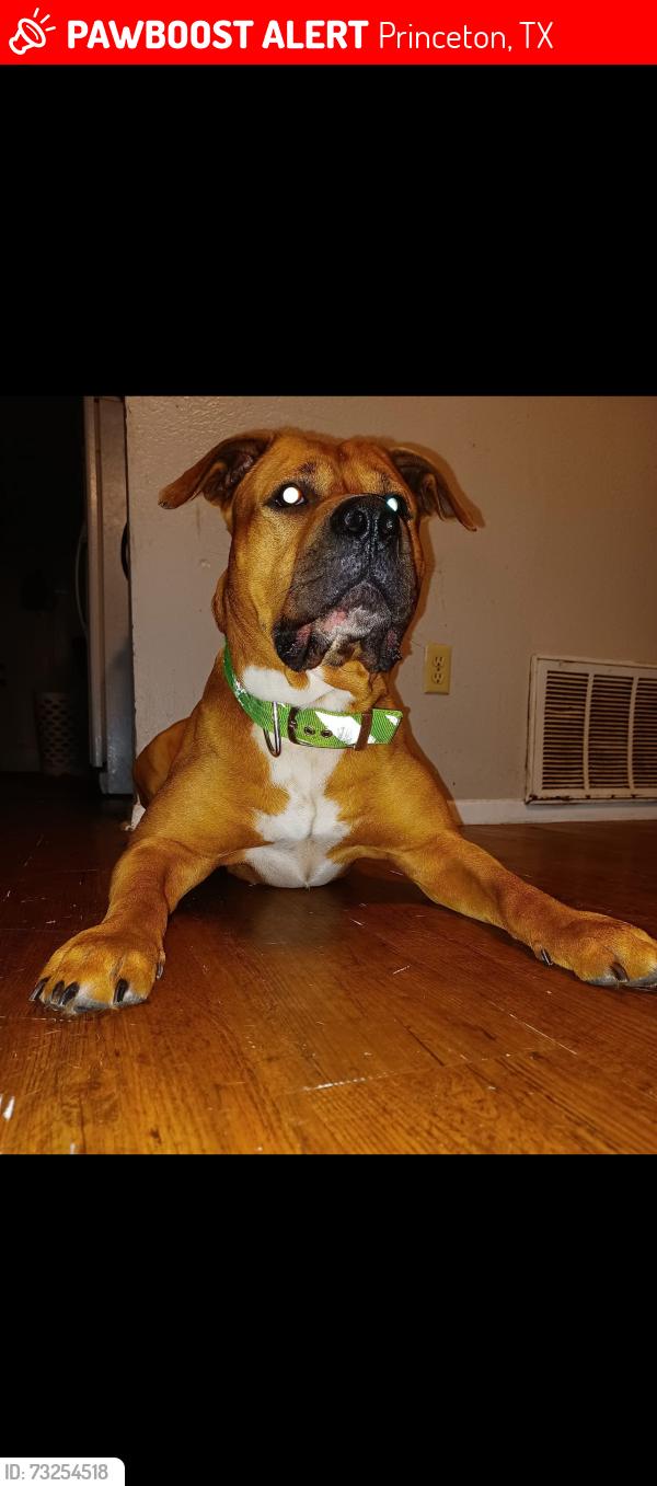 Lost Male Dog last seen Goodwin elementary, Princeton, TX 75407