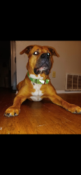 Lost Male Dog last seen Goodwin elementary, Princeton, TX 75407