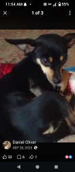 Lost Male Dog last seen Near Glisan, Portland, OR 97213