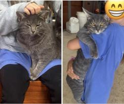 Lost Male Cat last seen Hickory Hill and Copper Canyon Road, Argyle, TX 76226