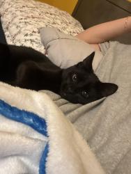 Lost Female Cat last seen 127th Street and Palatine Avenue, Seattle, WA 98133