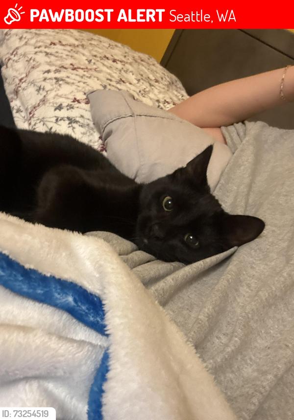 Lost Female Cat last seen 127th Street and Palatine Avenue, Seattle, WA 98133