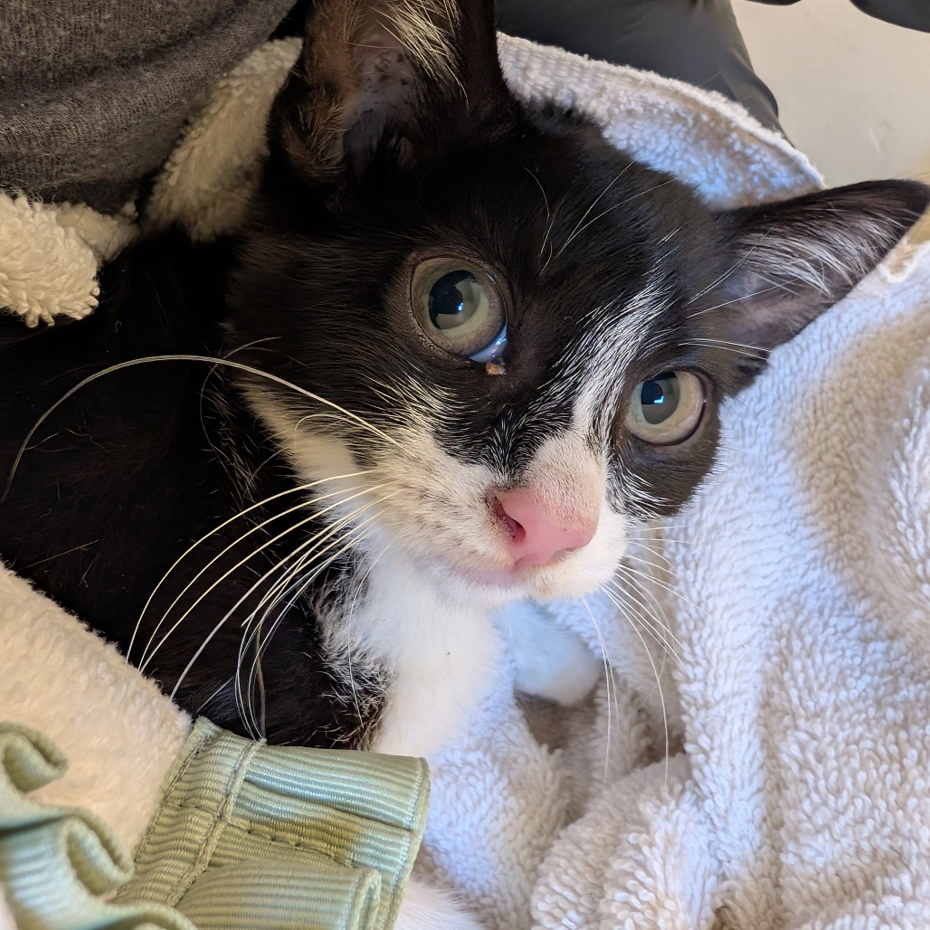 Shelter Stray Female Cat last seen , 361 S Raymond Ave, Pasadena, CA 91105, USA