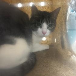Shelter Stray Female Cat last seen , Animal Care & Control Team of Philly, 111 W Hunting Park Ave, Philadelphia, PA 19140, USA