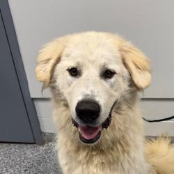 Shelter Stray Male Dog last seen , 328 Furman Hall Rd, Greenville, SC 29609, USA