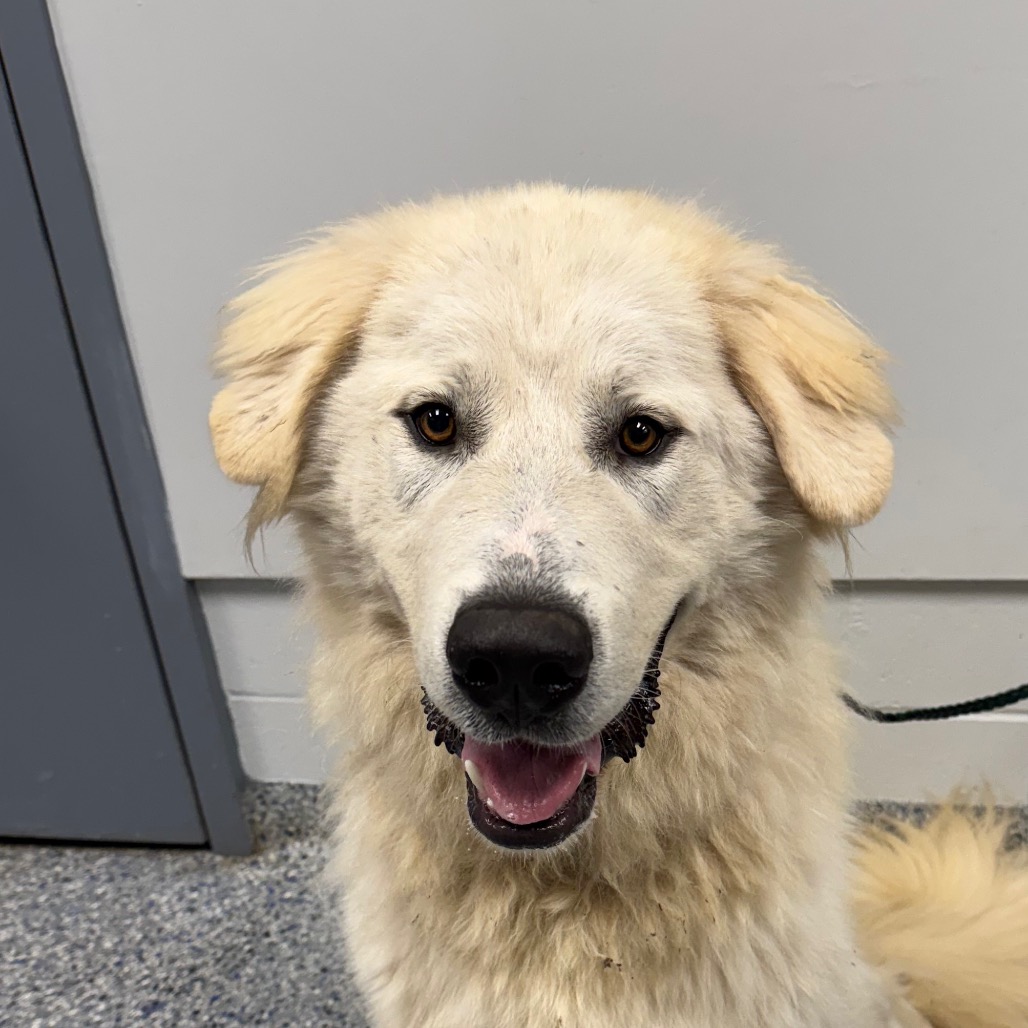 Shelter Stray Male Dog last seen , 328 Furman Hall Rd, Greenville, SC 29609, USA