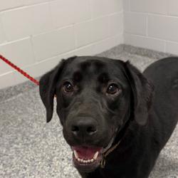 Shelter Stray Male Dog last seen , 328 Furman Hall Rd, Greenville, SC 29609, USA