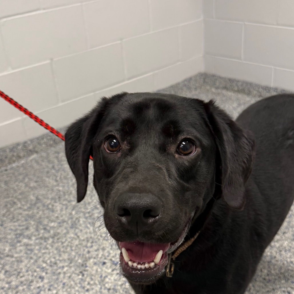 Shelter Stray Male Dog last seen , 328 Furman Hall Rd, Greenville, SC 29609, USA