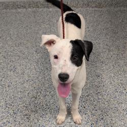 Shelter Stray Female Dog last seen , 328 Furman Hall Rd, Greenville, SC 29609, USA