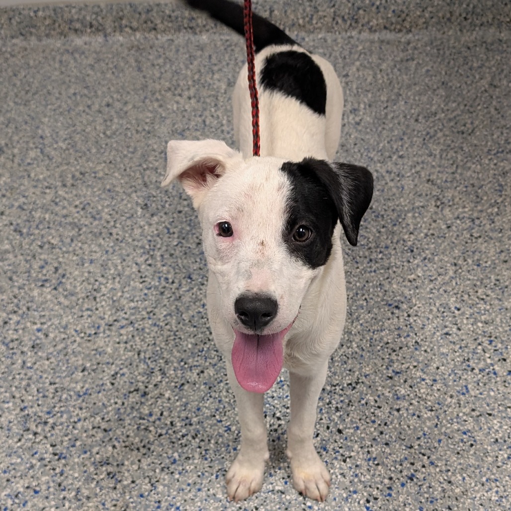 Shelter Stray Female Dog last seen , 328 Furman Hall Rd, Greenville, SC 29609, USA