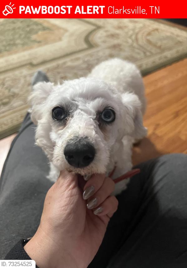 Lost Female Dog last seen Ardmoor and old Russellville pike, Clarksville, TN 37043
