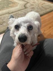Lost Female Dog last seen Ardmoor and old Russellville pike, Clarksville, TN 37043